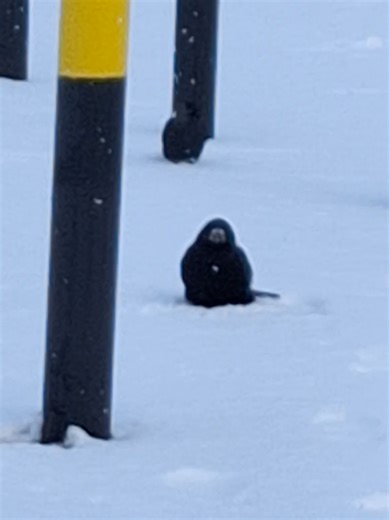 They love the snow #crows #snow #crow