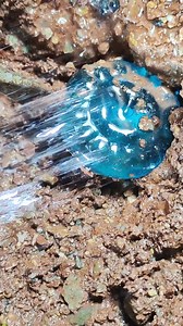 840K views · 6.6K reactions | Explore the World of Gems, Gold & Crystals! ✨ #agate #crystal #gold #gems #diamonds #goldmines #emeralds #pearl #preciousstones #luxurygems | Gold Amazing | Facebook