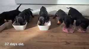1.1M views · 91K reactions | Dachshund puppies 4 - 8 weeks old, compilation. Music: Ikson ‘Cloudy’. | Loulou & Friends | Facebook