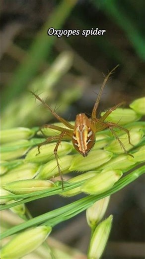 Oxyopes is a genus of lynx spiders found worldwide #spider