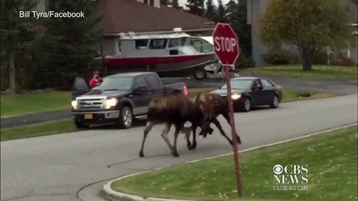 Two moose duke it out in Alaska neighborhood