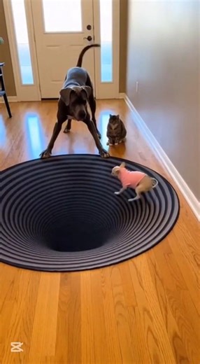Best Funny Dog Reaction Ever – Optical Illusion Scares Chihuahua! 😄✨#foryou #funny#cat#chihuahua#fyp