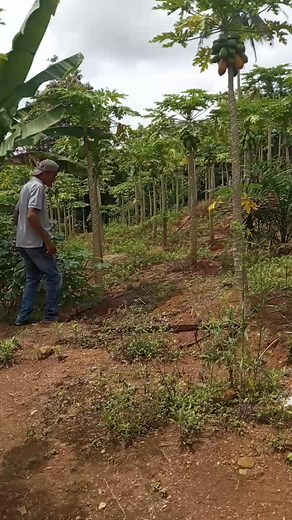 #kates jauh lalifornia #reelfbpro @sorotan | David Pw