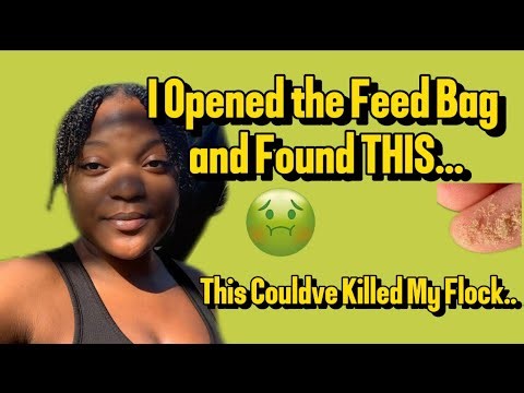 MITE INFESTED Chicken Feed?! Watch Before You Feed Yours! #foryou