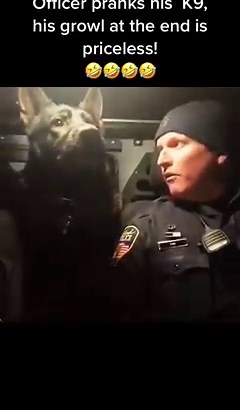 2.4M views · 10K reactions | Such a beautiful dog, onky wants tonprotect his handler. From iamaanimallover1964 Follow Us for more!!! #k9 #k9unit #policek9 #k9cop #k9gsds #k9security #k9protection #k9unit #k9lifeline #policek9intraining #policek9unit #k9lifesavers #k9handlers #k9cops #k9lifestyle #k9team #policedog #k9officerk9unitforever | K9 UNIT PROUD | Facebook