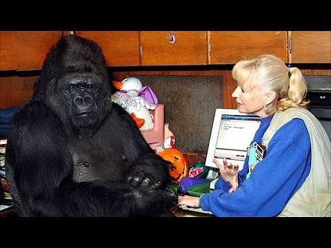 Gorilla That Can Talk Said Something Shocking About Humans – You Won’t Believe It!