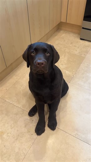 Chip The Chocolate Lab | The random handshake 😆❤️ #chocolatelab #labradorretriever #labrador #puppiesofinstagram #dogsofinstagram | Instagram