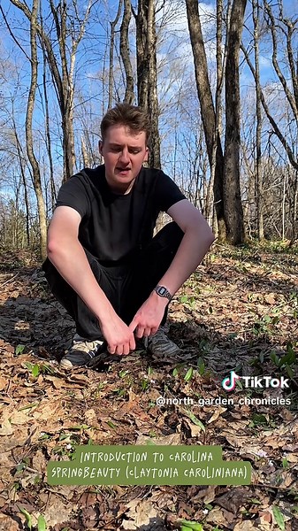 Exploring Carolina Springbeauty: A Guide to Native Wildflowers