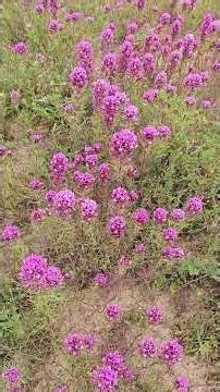 Carrizo Plain Super Bloom Guide (03-01-2026) #travel #wildflowers #desertcandle