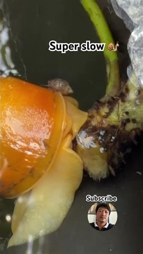 Super slow #animals #animalsounds #snail #funny