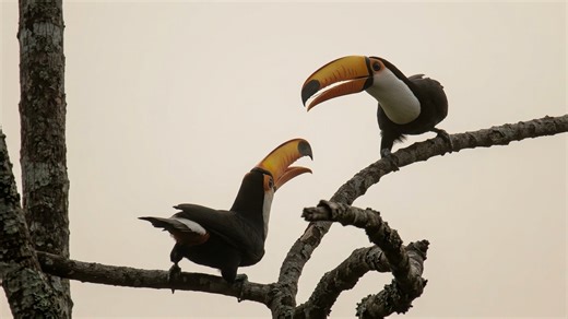 Watch what happens when two toucans get into a fight