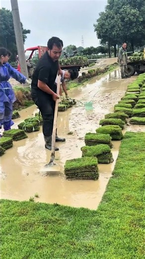 Sod Harvesting – Cutting and Lifting Grass in Clean Sheets