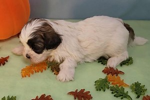 Kingston - Shichon Puppy ED0249