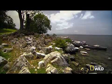 Impact of Nile perch in lake victoria