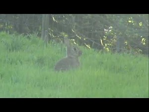 Air Rifle Shooting Weihrauch HW100, ＂Absolute Air Rifle Full Version＂