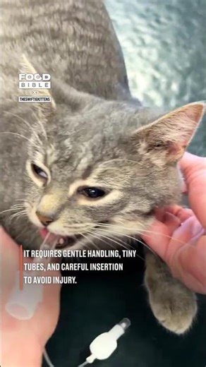 Intubating a cat 😳