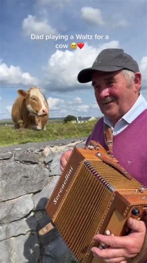 109K views · 449 reactions | Traditional Irish cows love traditional Irish moosic, especially around St. Patrick's Day. 流☘️​ Share this video with someone you're planning a trip to the island of Ireland with.​  https://www.instagram.com/sing_andstep_withpadraig/ #TourismIreland #LoveIreland #DiscoverIreland #FillYourHeartWithIreland #InstaIreland #IrelandDaily #IrishDancing #IrishMusic #StPatricksDay #HappyStPatricksDay | Discover Ireland Nordics | Facebook