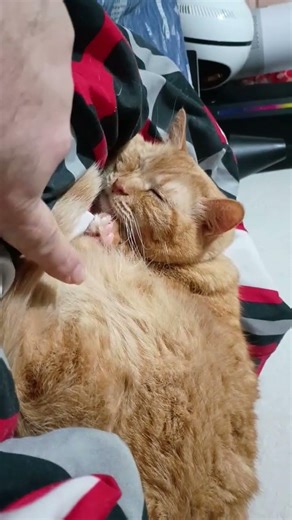 Play this Egyptian song and find out how your cat reacts to it