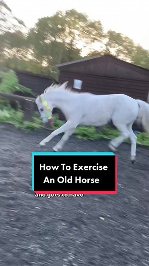 Exercising an Old Horse: Tips and Tricks for Senior Equine Care