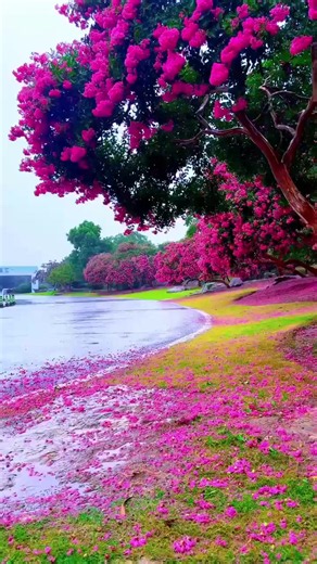 Musim Bunga Bermekaran di Delhi: Bunga Lotus Cantik