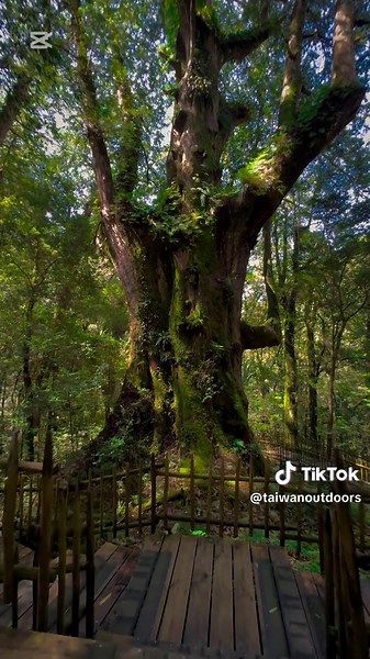 Explore Taiwan's Majestic Smangus Giant Trees Trail