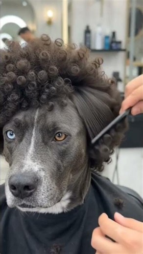 I Gave My Dog a Bowl Cut… Then It Exploded Into an Afro?! 🤯🐶​