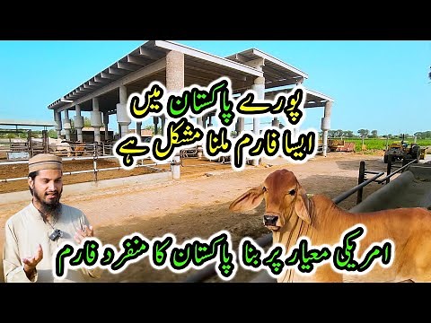 Smart Cattle Farming in Pakistan | Complete Guide to Build Best Infrastructure of a Breeding Farm