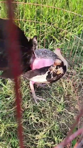 SUSCRIBETE A NUESTRO CANAL AMIGOS GALLERO