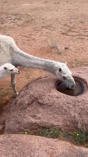 21K views · 233 reactions | #starsenderreels #trendingreels #challenge #camels #followers #america Amazon Prime Video | Peer Shahzad Khan | Facebook