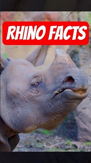 Things you didn't know about Rhinos