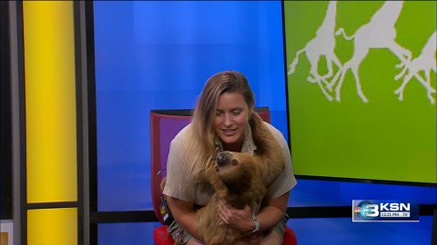 Wild Side: Meet Chewy, a two-toed sloth from Tanganyika