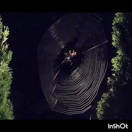 Spider Web Time lapse #Nature #Spider #Timelapse #Orbweaver