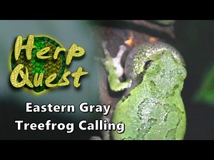Eastern Gray Treefrog Calling - Herp Quest #14 (Herpetology Education)