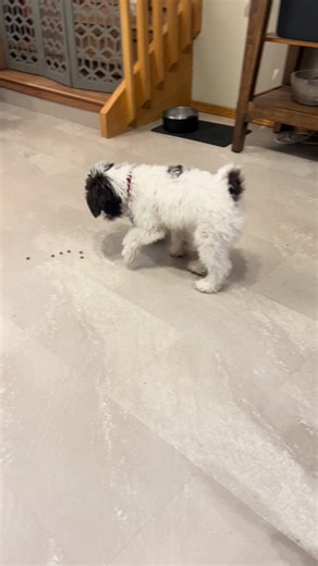 Loki the mini Aussie Doodle and his slow feeder wobbler #miniaussiedoodle #miniaussiedoodlepuppy #miniaussiesoftiktok #puppies #puppylife #dogsoftiktok #playfulpuppy #puppiesoftiktok #playtime