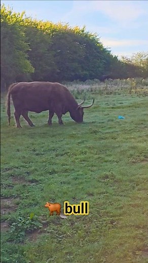🐂 bull