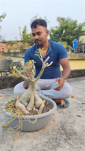 Adenium Pruning. #gardening #garden #trandingreels #vairal | Garden care with Bikash