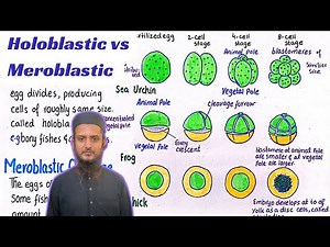 Holoblastic cleavage vs meroblastic cleavage | different patterns of cleavage