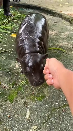 5 Surprising Facts About Pygmy Hippos