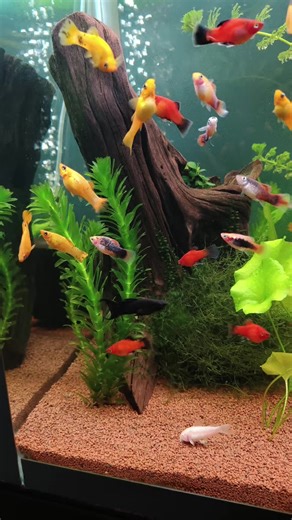 Beautiful Freshwater Aquarium Showcase