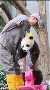 Cute Panda #namduong #xuhuong #fyp | Cute Panda