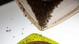 In Collier County, direct contact with mosquito control products by people, pets is low