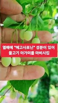 727 #때죽나무 #때죽나무열매 #에고사포닌 #물고기잡는도구 #머릿기름 #동백기름대용 #숲보기 #서기영 #숲해설가