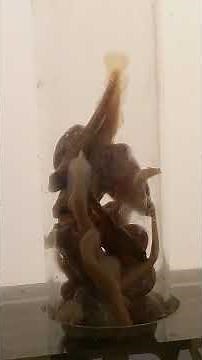 Salmon Eggs Incubation stages, life cycles and the circle of life #salmon #salmonrun #salmonriver