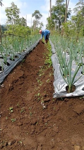 “Satisfying Garden Cleanup Transformation ✨” #garden