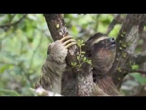 Pygmy Sloths of Escudo Island