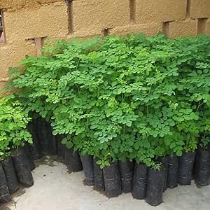 2 Moringa Trees Plants Live for Planting, Oleifera Moringa Live Tree, Well Rooted, No Pot, Drumstick Horseradish Tree, 6 to 10 Inches