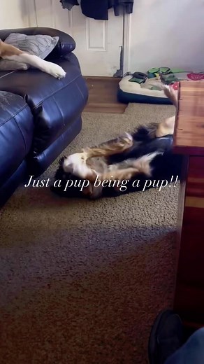 My baby boys!! | Taryn Bomar