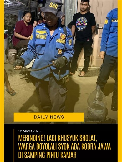 Bikin kaget! 😱 Seorang warga di Karang Wetan, Jembungan, Banyudono, Boyolali, mengalami kejadian menegangkan pada Rabu (11/3) malam. Saat sedang khusyuk melaksanakan sholat, warga bernama Elya Reza ini terkejut mendapati seekor ular kobra jawa berada tepat di samping pintu kamarnya. Menerima laporan sekitar pukul 20.00 WIB, Tim Pemadam Kebakaran (Damkar) Boyolali langsung meluncur ke lokasi kejadian. Mengingat ular kobra jawa terkenal dengan kemampuannya menyemburkan bisa fatal sebagai bentuk p