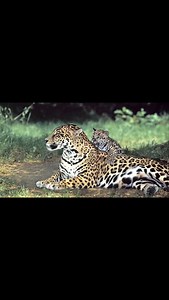 "Canis Panther: The Ultimate Guardian Breed Uncovered!" Welcome to our channel! In this captivating video, we dive deep into the world of the Canis Panther breed. Get ready to explore the rich history, fascinating physical characteristics, and unique temperament of these majestic creatures. Discover everything you need to know about owning a Canis Panther, including essential training tips and the responsibilities that come with it. Whether you're a Canis Panther enthusiast or simply curious abo