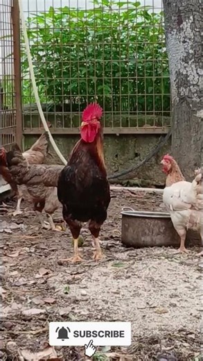 ⚔️🐓 This Rooster's 3cm Spurs Keep Predators Away!
